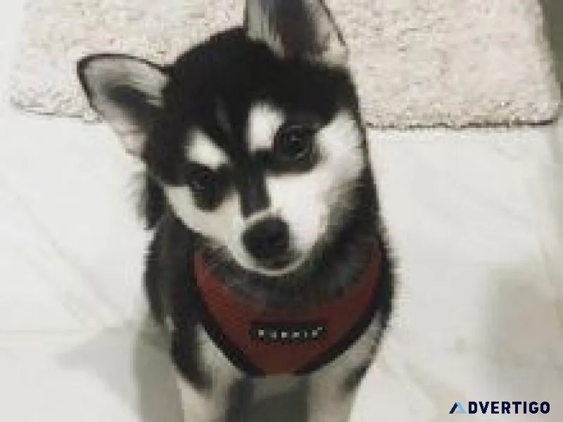 A. Klee Kai Puppies ready for you