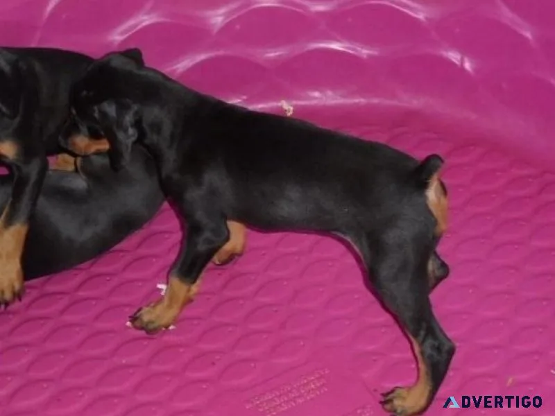Home raised Doberman Pinscher Puppies Available