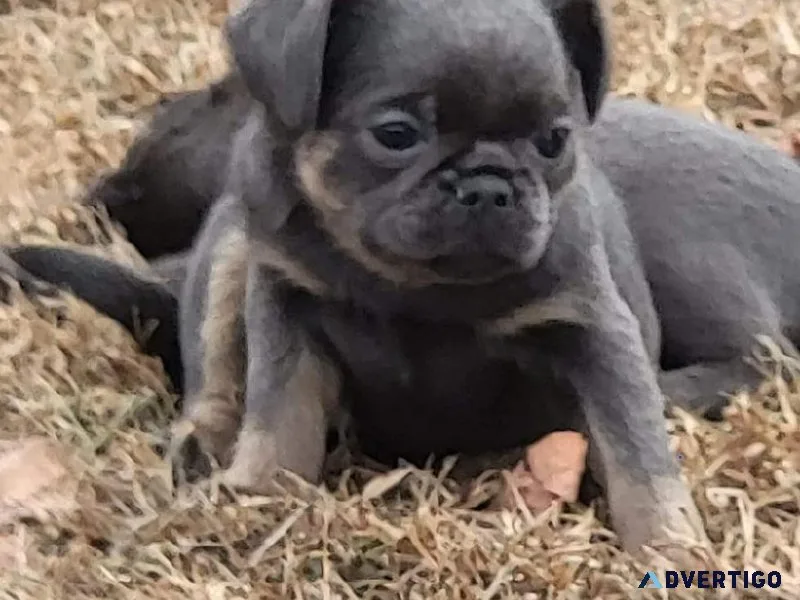 AKC female Brussel Griffon puppy