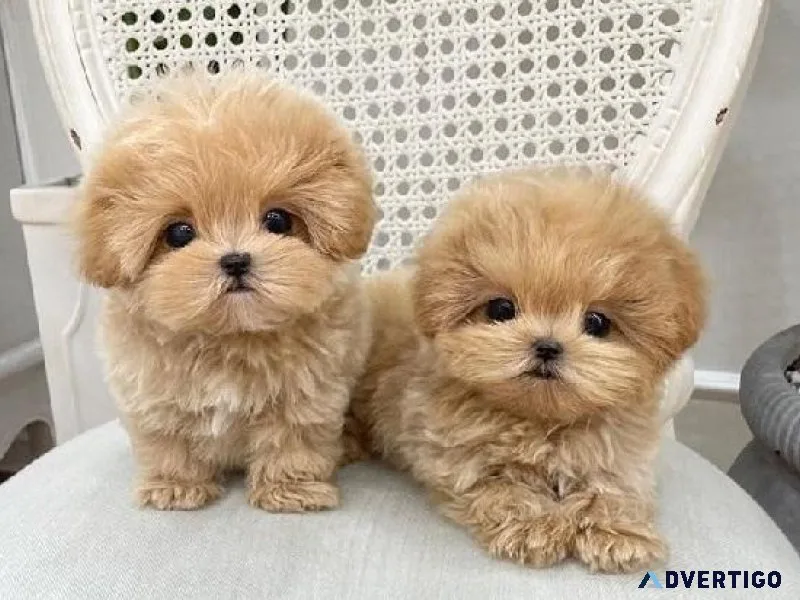 Maltipoo Puppies