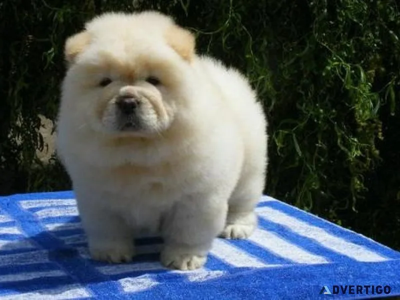 Blue Tongue Chow Chow Puppies For Adoption