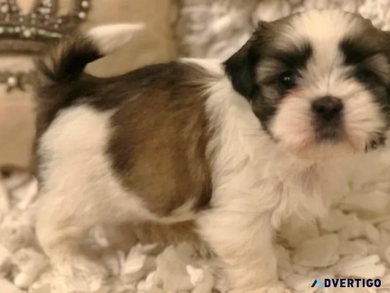 Cute Shih Tzu puppies for Lovely Homes