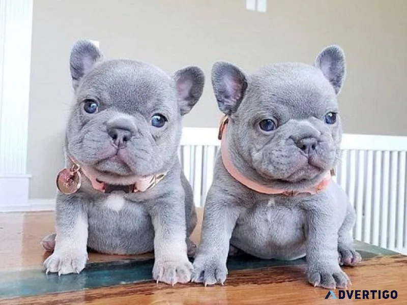 Frenchy Puppies