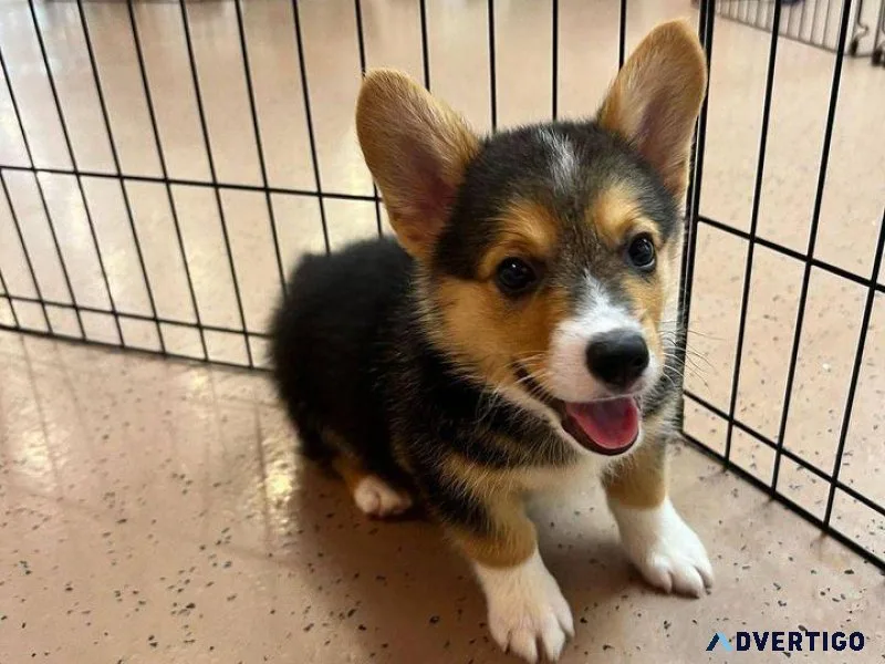Pembroke Welsh Corgi Puppies