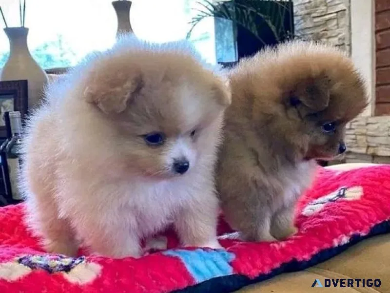 Pomeranian Pups