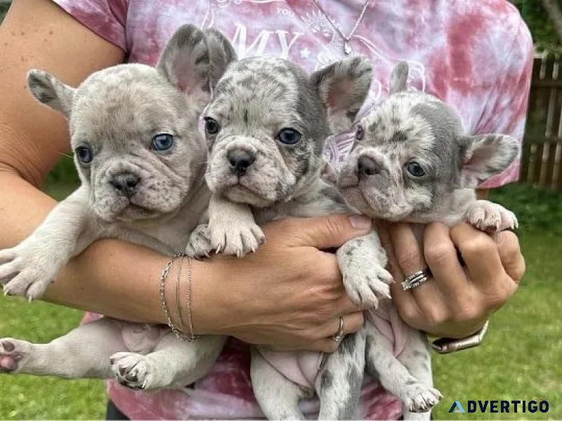French Bulldog Akc Pups