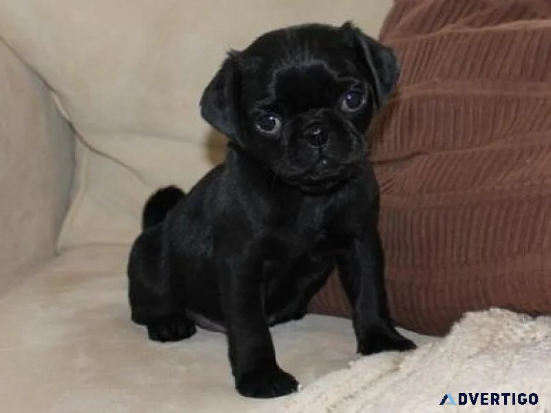 Gorgeous Pug puppies