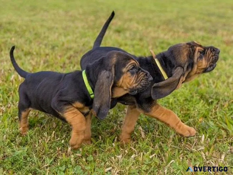 Bloodhound Puppies