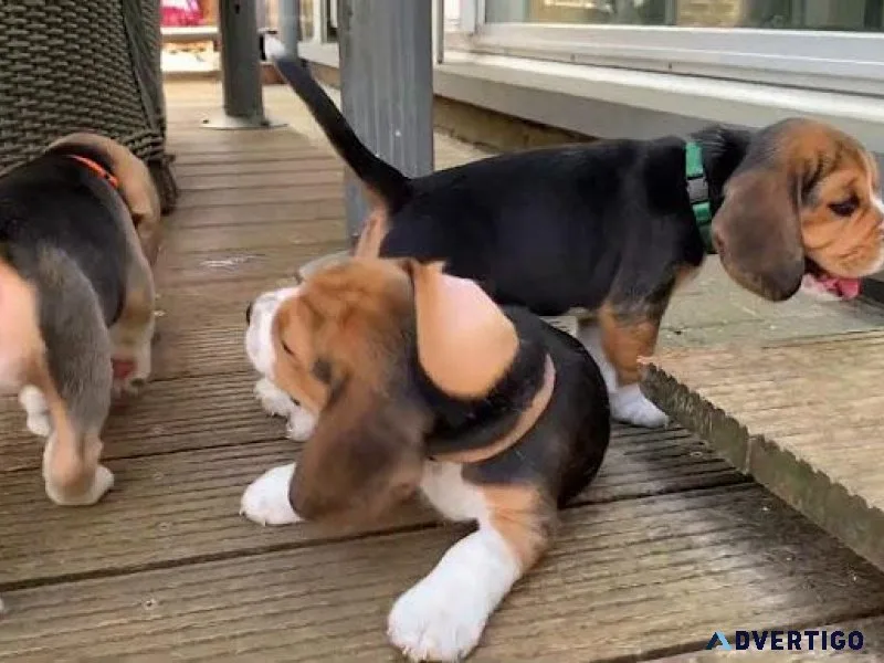 beagle puppies