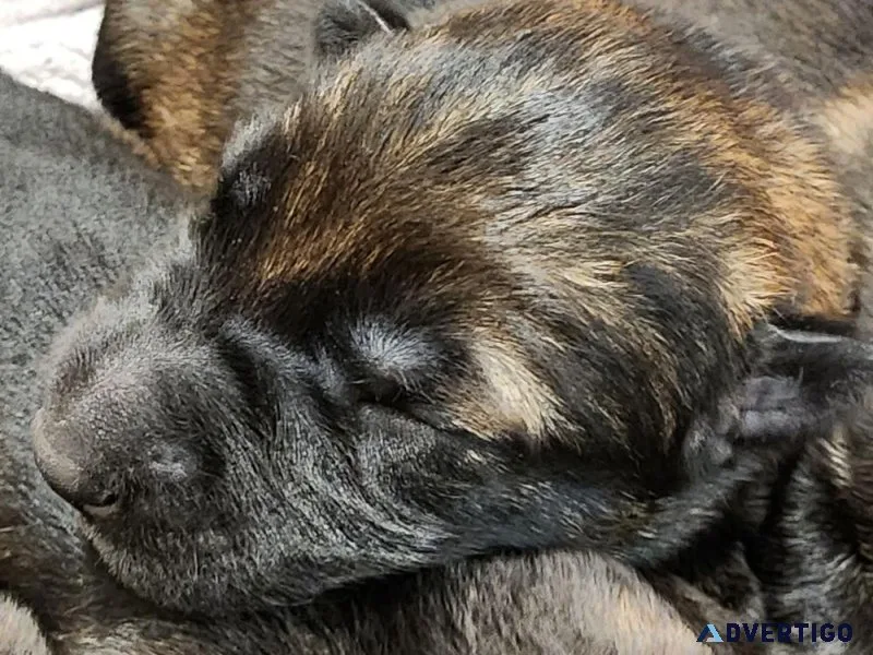 Discover Loyalty and Intelligence German Shepherd Dogs