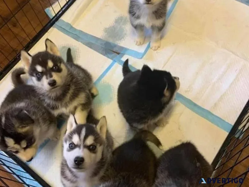 Husky puppies
