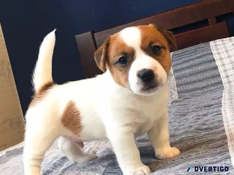 Jack Russell Terriers