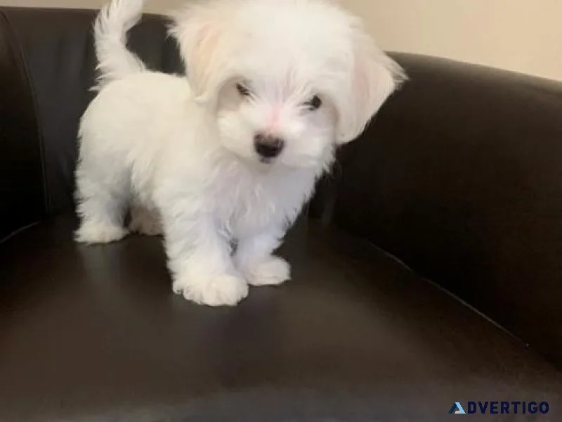 Pure Breed Maltese Puppies