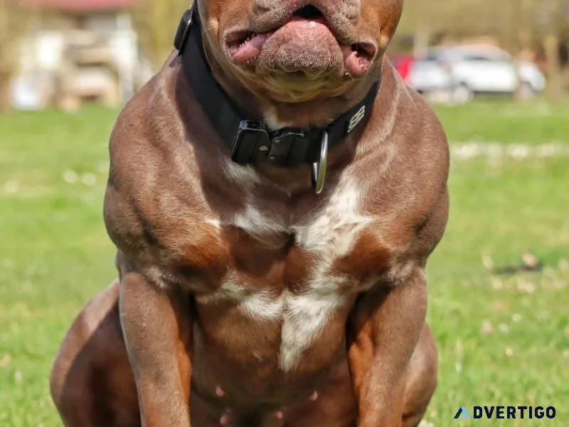 Bully dogs