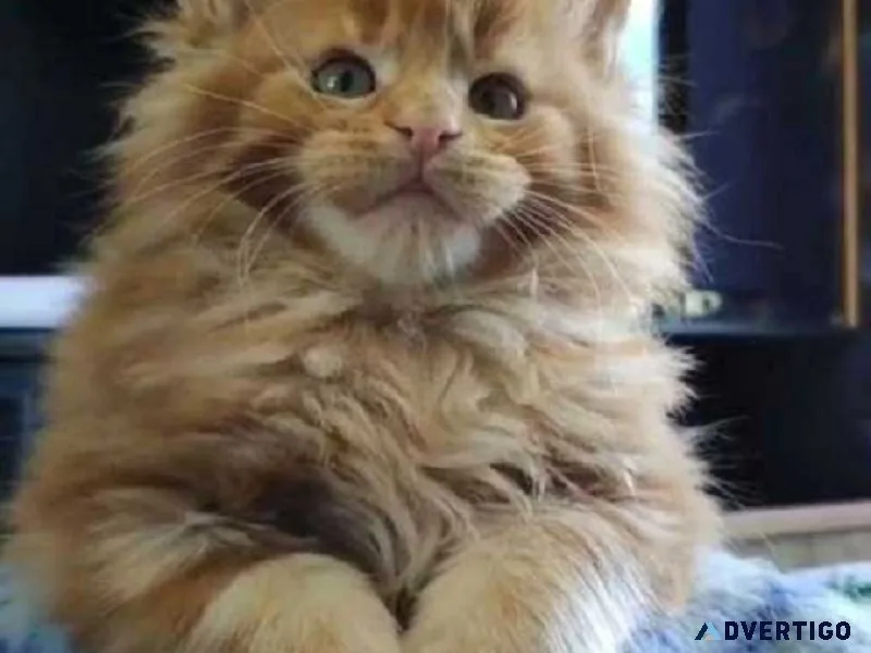 Maine coon kitten in bangalore