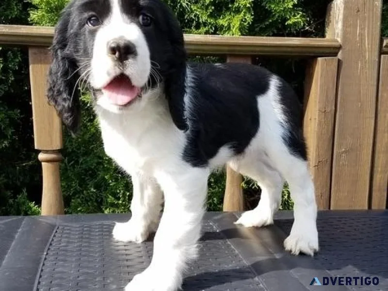 Home raised English Springer Spaniel puppies