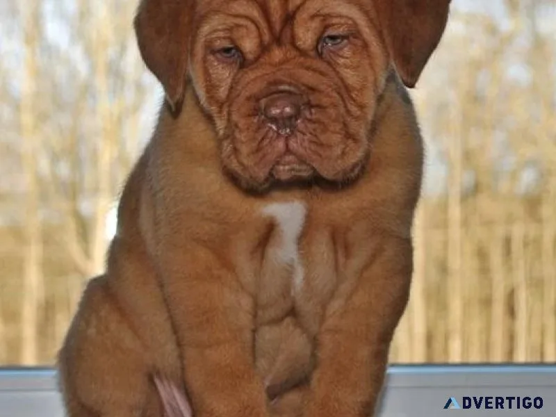 Adorable Dogue De Bordeaux puppies Available