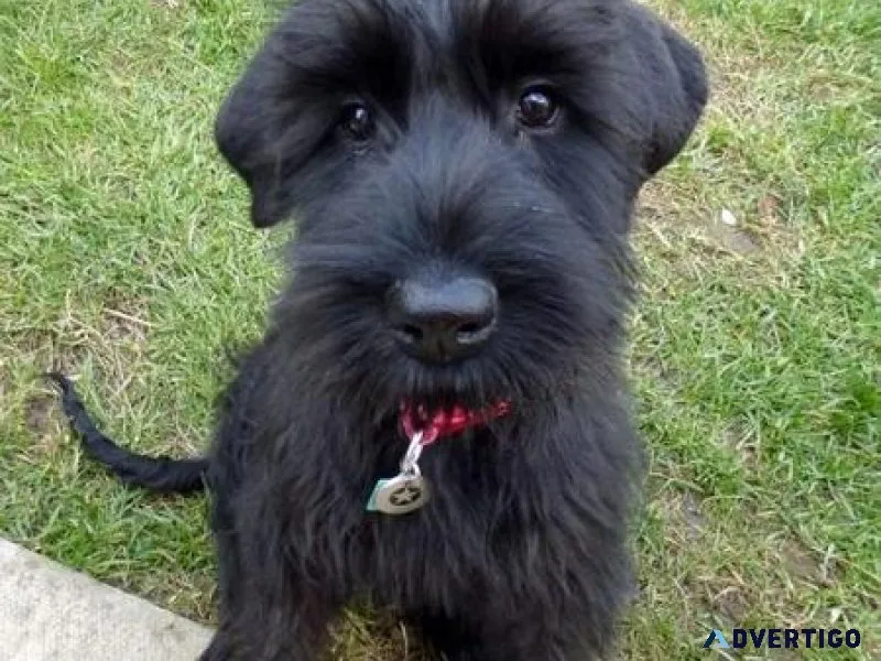 Healthy Giant Schnauzer Puppies for sale