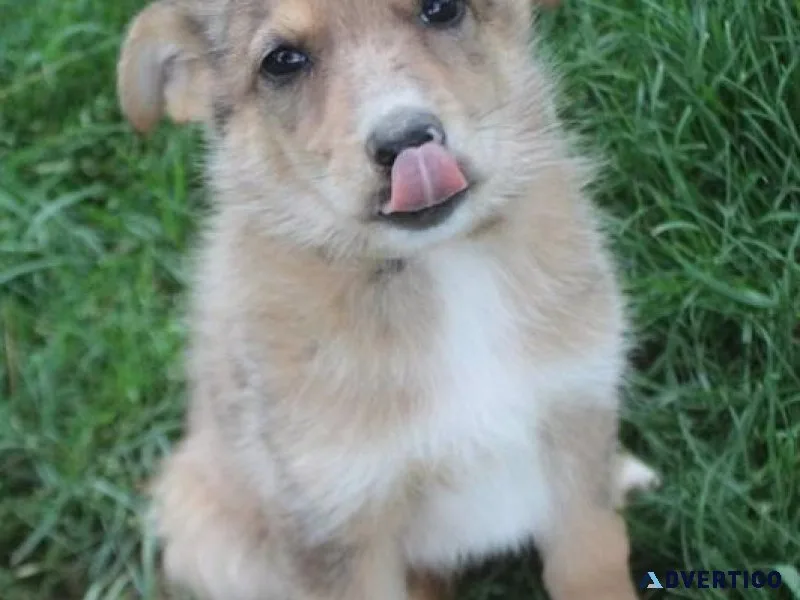 Gorgeous German Australian Shepherd puppies