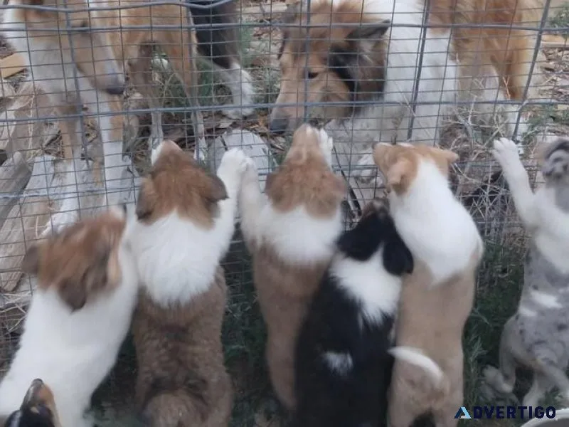 Stunning Collie puppies Available for sale