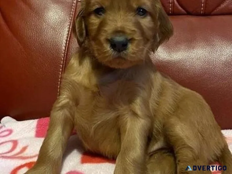 Cutest Irish Setter Puppies Available