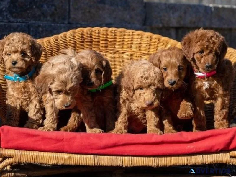 Healthy Irishdoodle Puppies Available
