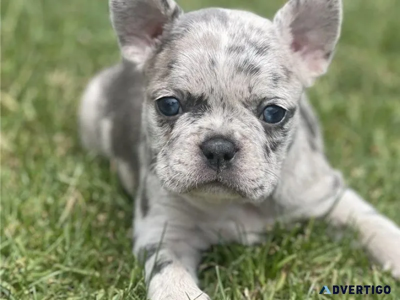 Adorable Frenchton puppies for sale