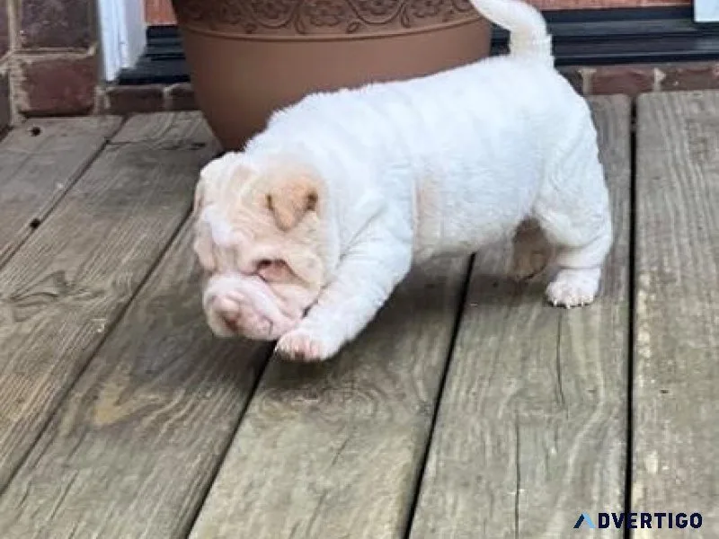 Super Wrinkled Chinese Shar-Pei puppies for sale
