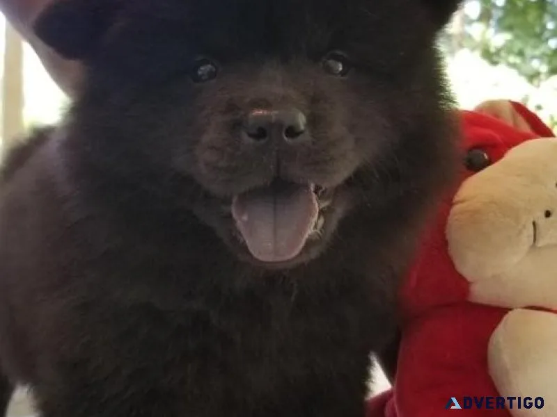 Home raised Chow Chow puppies for sale