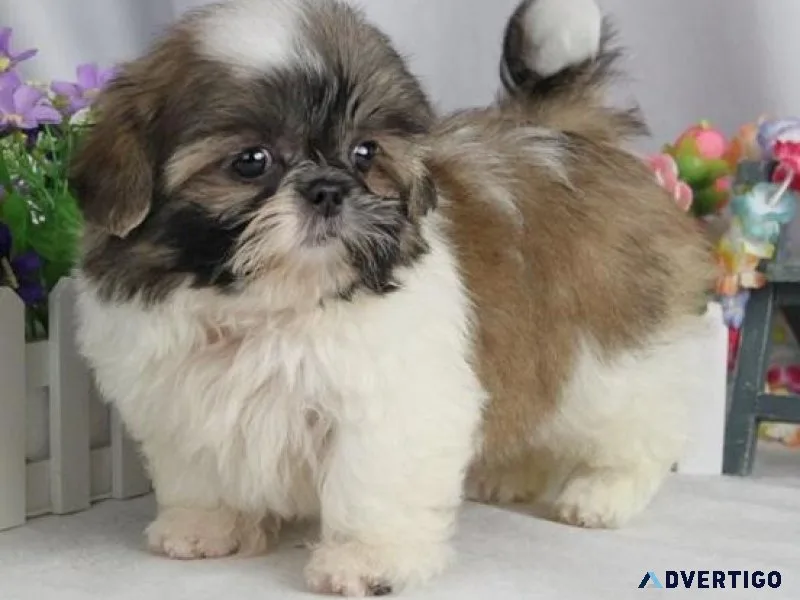 Healthy Chinese Imperial puppies for sale.