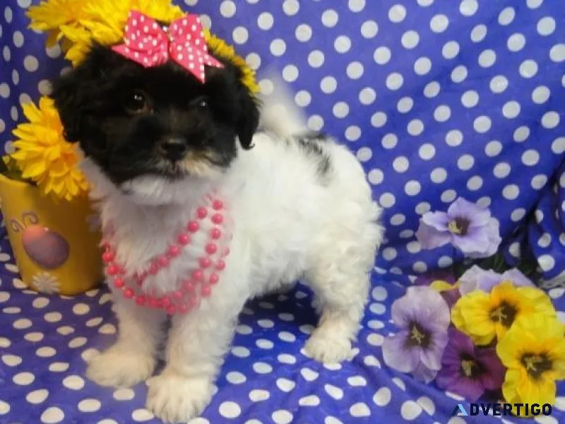 Adorable Havanese puppies for sale