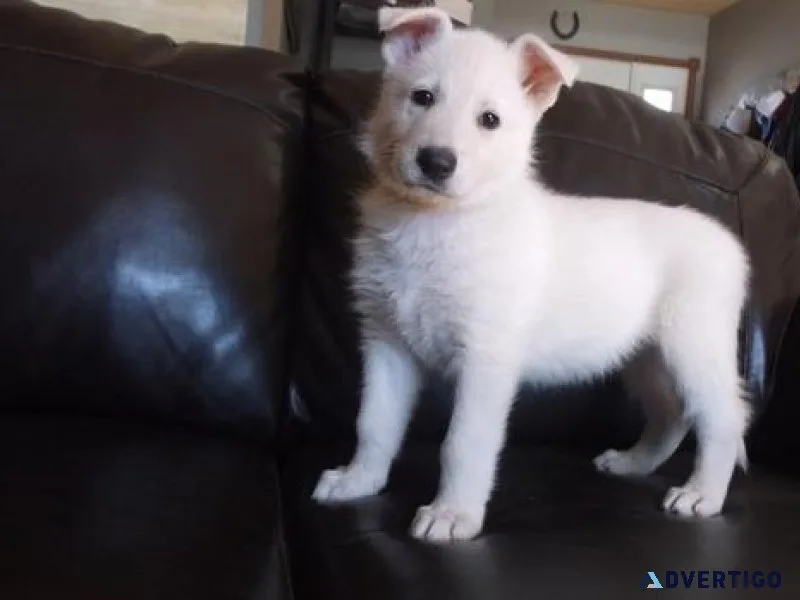 Top Healthy White Shepherd puppies available