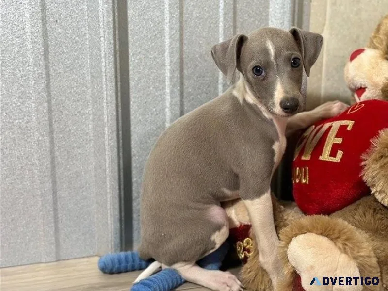 AKC Italian Greyhound Puppies Available
