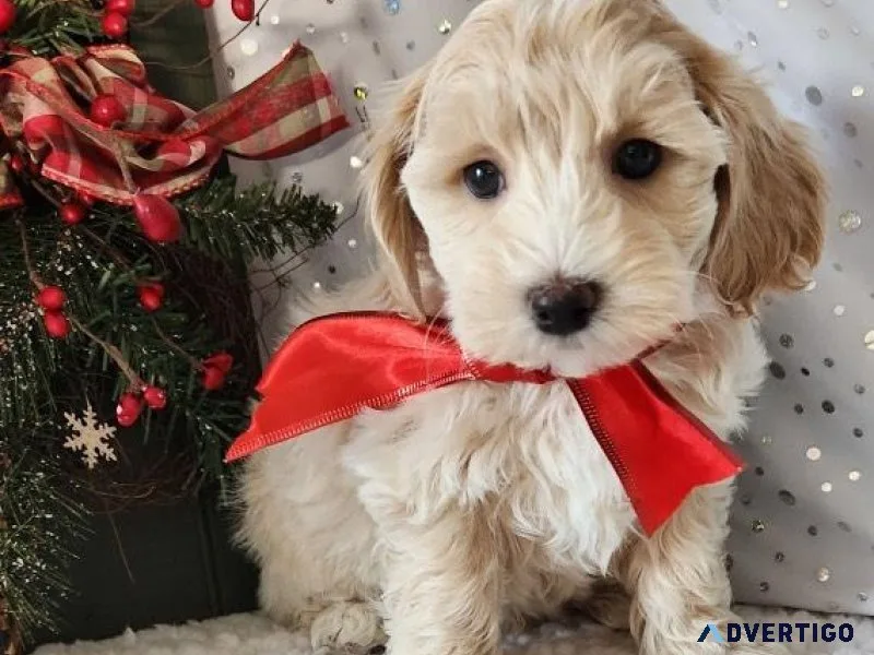 Ready To Go Now Maltipoo Puppies AKC Reg