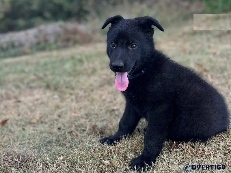 Top home raised German Shepherd puppies