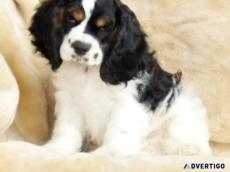 Well Socialized Cocker Spaniel puppies for sale
