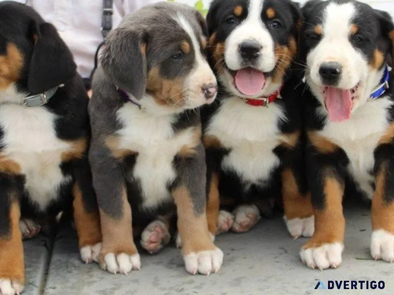 Home raised Greater Swiss Mountain Dogs for sale