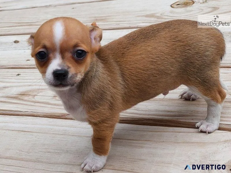 Healthy Chihuahua puppies for sale