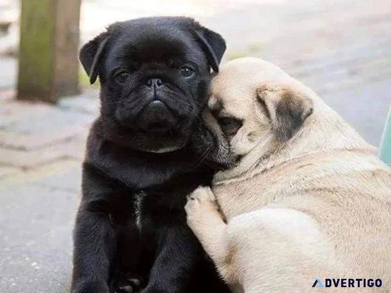 Amazing Pug Puppies For Sale Fawn and Black