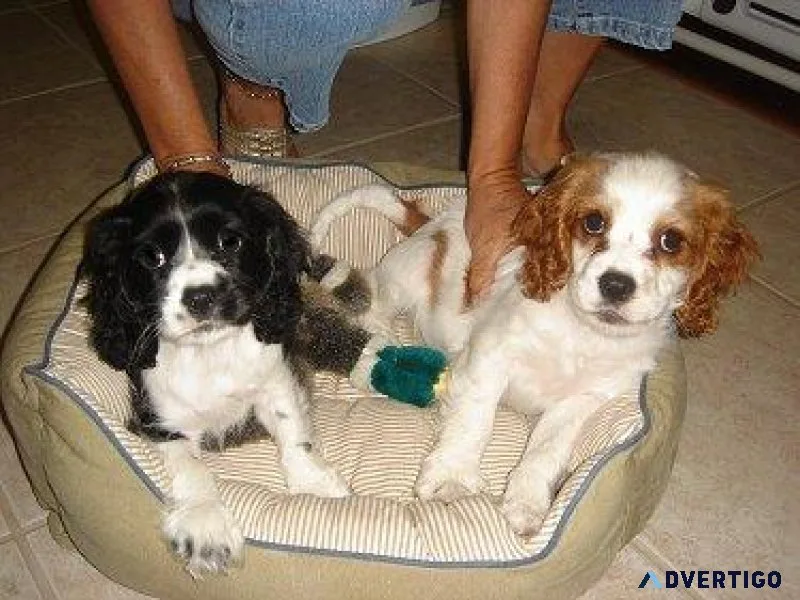 Adorable Cockalier puppies for sale