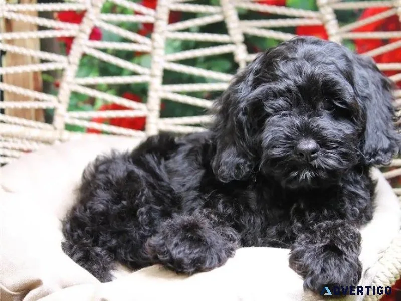 Beautiful Cockapoo puppies for sale