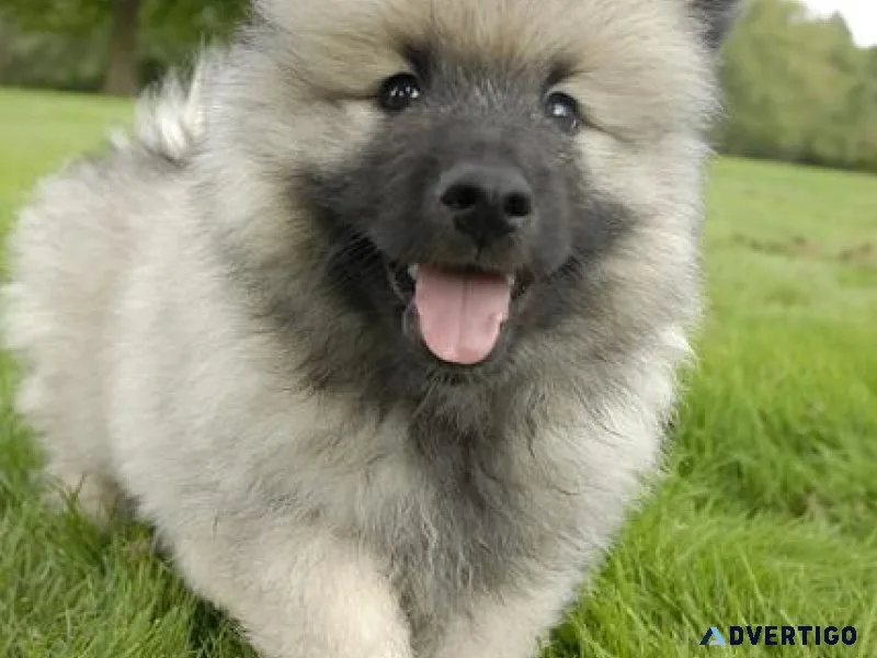 Gorgeous Keeshond Puppies Available For Sale.
