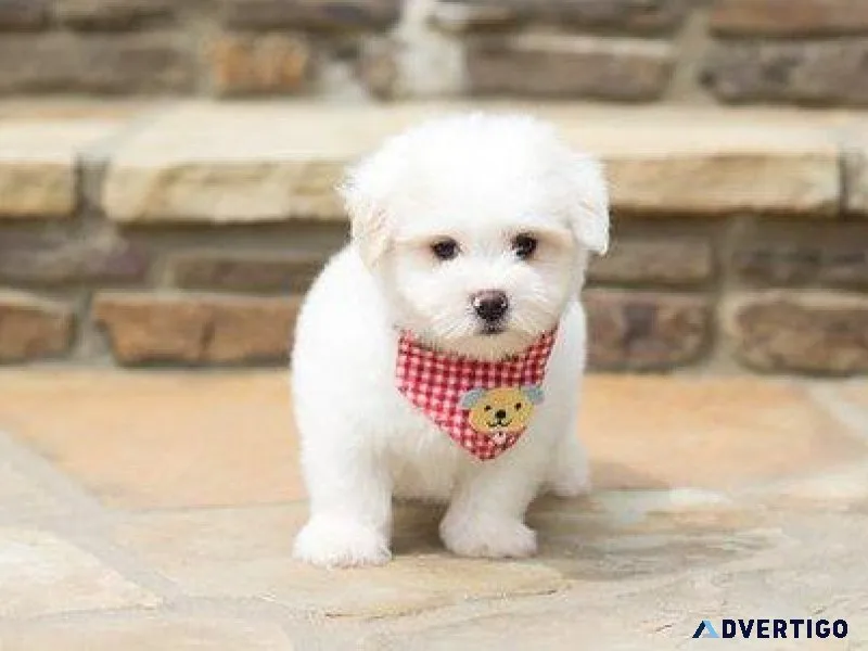 Sweetest Coton De Tulear puppies Available for sale