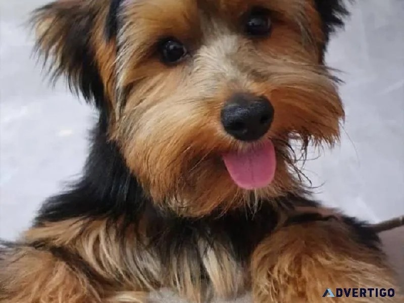 Small Teacups Yorkshire Terrier Puppies Ready Now