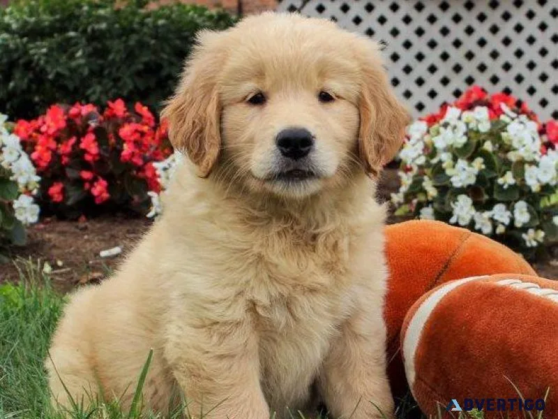 Potty Trained Golden Retriever Puppies for sale