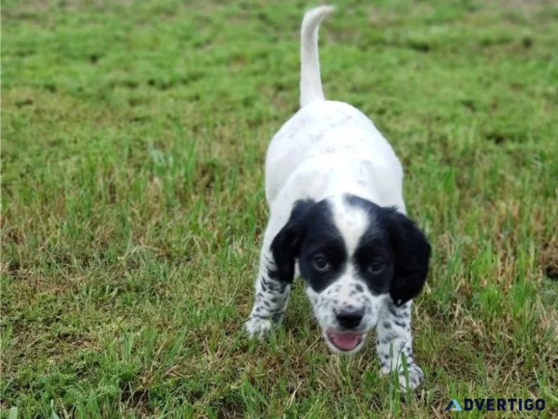 Potty Trained English Setter puppies for sale