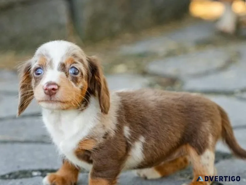 Healthy Dachshund puppies Available for sale
