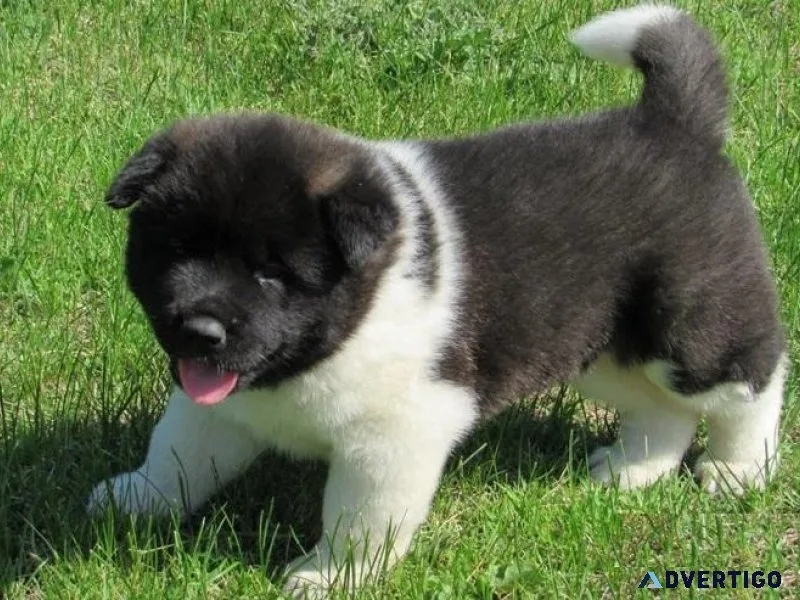 Gorgeous Akita puppies available For sale.