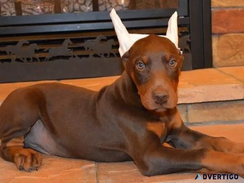 Well Trained Doberman Pinscher puppies Available