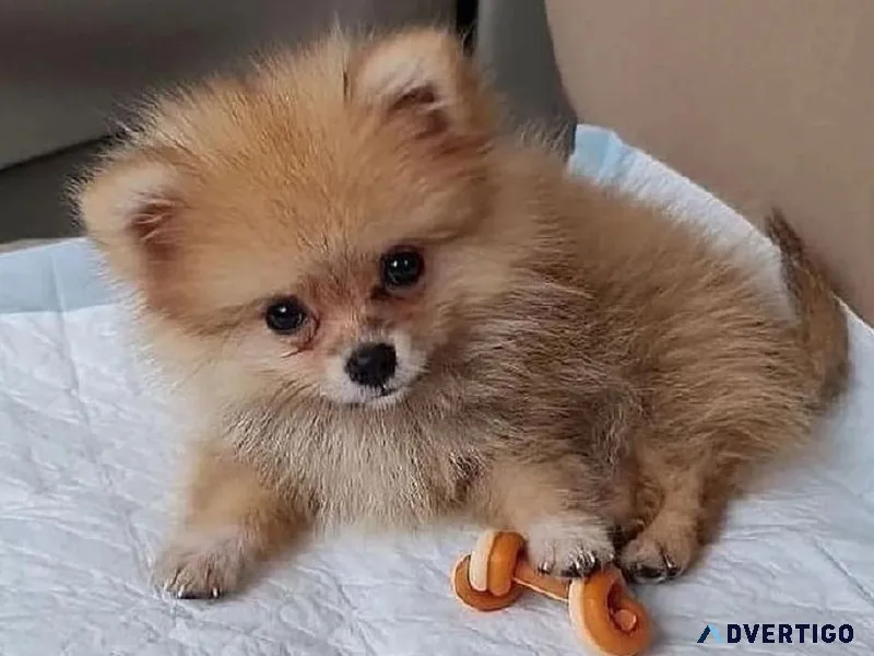 Well Trained Pomeranian Puppies For Sale